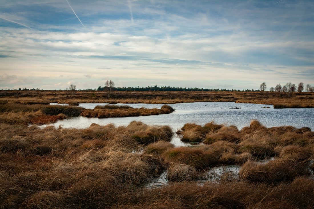 Peat bog in the Hautes Fagnes