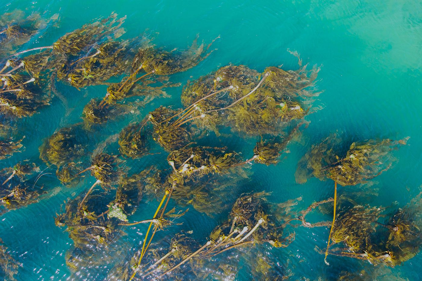 Kelp seen from above